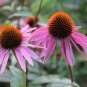 Cream & Sugar Echinacea x hybrida Elegant Bloom Coneflower 200 PCS Seeds