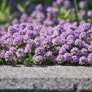 Creeping Thyme Bonsai Flower Plant  200 PCS Seeds