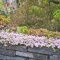 Creeping Thyme Bonsai Flower Plant 200 PCS Seeds