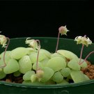 Crassula Nemorosa Anti-radiation Succulent Plant 20 PCS Seeds