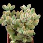 Crassula Nemorosa Anti-radiation Succulent Plant 20 PCS Seeds