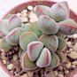Crassula Nemorosa Anti-radiation Succulent Plant 20 PCS Seeds