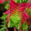 Crassula Capitella Thyrsiflora Red Pagoda Succulent Bonsai 10 PCS Seeds Crassula Capitella Thyrsiflora Red Pagoda Succulent Bonsai 10 PCS Seeds