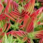 Crassula Capitella Thyrsiflora Red Pagoda Succulent Bonsai 10 PCS Seeds