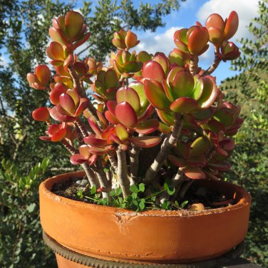 Crassula Capitella Thyrsiflora Red Pagoda Jatropha Tree Herbs 10 PCS Seeds