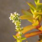 Crassula Capitella Thyrsiflora Red Pagoda Jatropha Tree Herbs 10 PCS Seeds
