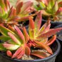 Crassula Capitella Thyrsiflora Red Pagoda Jatropha Tree Herbs 10 PCS Seeds