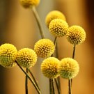 Craspedia Billy Balls Yellow Flower 10 PCS Seeds