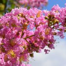 Crapemyrtle Lagerstroemia Indica Tree Flower 100 PCS Seeds Crapemyrtle Lagerstroemia Indica Tree Flower 100 PCS Seeds
