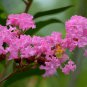 Crapemyrtle Lagerstroemia Indica Tree Flower 100 PCS Seeds