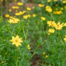 Cosmos sulphureus Bright Lights Mix Cosmos 50 PCS Seeds Cosmos sulphureus Bright Lights Mix Cosmos 50 PCS Seeds