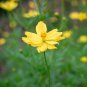 Cosmos sulphureus Bright Lights Mix Cosmos 50 PCS Seeds