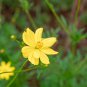 Cosmos sulphureus Bright Lights Mix Cosmos 50 PCS Seeds