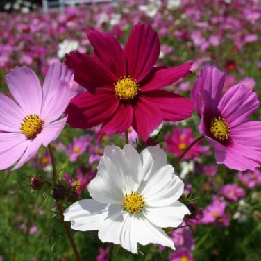 Cosmos Flower Acid Blue Double Flowers with Purple-Black Centre 100 PCS Seeds