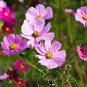Cosmos Flower Acid Blue Double Flowers with Purple-Black Centre 100 PCS Seeds