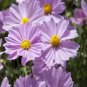 Cosmos Flower Acid Blue Double Flowers with Purple-Black Centre 100 PCS Seeds