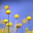 Craspedia Globosa Yellow Drumstick Perennial Billy Buttons 100 PCS Seeds Craspedia Globosa Yellow Drumstick Perennial Billy Buttons 100 PCS Seeds