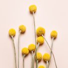 Craspedia Globosa Billy Button Flower Potted Plants Home Garden 30 PCS Seeds Craspedia Globosa Billy Button Flower Potted Plants Home Garden 30 PCS Seeds