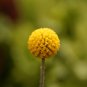 Craspedia Globosa Billy Button Flower Potted Plants Home Garden 30 PCS Seeds