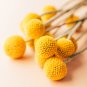 Craspedia Globosa Billy Button Flower Potted Plants Home Garden 30 PCS Seeds