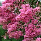Crape Myrtle Bonsai Mixed Perennial Tree Flower 5 PCS Seeds Crape Myrtle Bonsai Mixed Perennial Tree Flower 5 PCS Seeds
