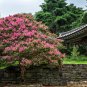 Crape Myrtle Bonsai Mixed Perennial Tree Flower 5 PCS Seeds