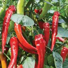 'Cow-horn' Large Long Cayenne Pepper Vegetable 30 PCS Seeds 'Cow-horn' Large Long Cayenne Pepper Vegetable 30 PCS Seeds