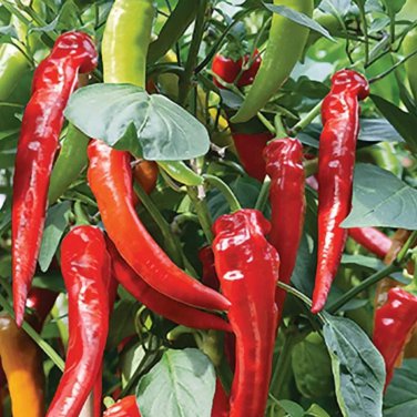 'Cow-horn' Large Long Cayenne Pepper Vegetable 30 PCS Seeds