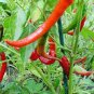 'Cow-horn' Large Long Cayenne Pepper Vegetable 30 PCS Seeds