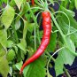 'Cow-horn' Large Long Cayenne Pepper Vegetable 30 PCS Seeds
