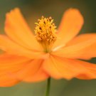 Cosmos Sulphureus Balcony Potted Flowers Chrysanthemum 60 PCS Seeds