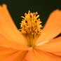Cosmos Sulphureus Balcony Potted Flowers Chrysanthemum 60 PCS Seeds
