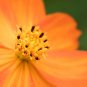 Cosmos Sulphureus Balcony Potted Flowers Chrysanthemum 60 PCS Seeds