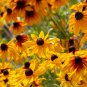 Cosmos Coreopsis Double Petals Dark Red White Pink Hybrid Mix 50 PCS Seeds