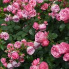 Cosmos Bipinnatus Double Bonbon Rose Pink Bicolour Perennial 50 PCS Seeds