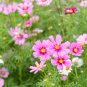 Cosmos Bipinnatus Double Bonbon Rose Pink Bicolour Perennial 50 PCS Seeds