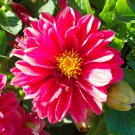 Cosmos Coreopsis Blackish Coffee Red Striped Dark Red White 50 PCS Seeds