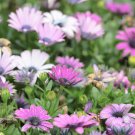 Cosmos Bipinnatus Fizzy Rose Picotee Flower 50 PCS Seeds