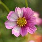 Cosmos Bipinnatus Fizzy Rose Picotee Flower 50 PCS Seeds