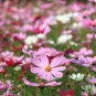 Cosmos Bipinnatus Fizzy Rose Picotee Flower 50 PCS Seeds