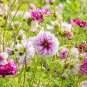 Cosmos Bipinnatus Coreopsis Cosmos Double Flowers 20 PCS Seeds