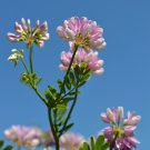 Coronilla Varia Heirloom Bonsai Flowers 50 PCS Seeds