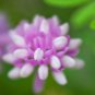 Coronilla Varia Heirloom Bonsai Flowers 50 PCS Seeds