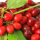 Cornelian Cherry Cornus Dogwood 10 PCS Seeds