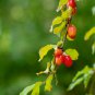 Cornelian Cherry Cornus Dogwood 10 PCS Seeds