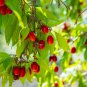 Cornelian Cherry Cornus Dogwood 10 PCS Seeds