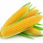 Corn 'Super Sweet 2008' Fruit Corn 100 PCS Seeds
