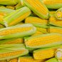 Corn 'Super Sweet 2008' Fruit Corn 100 PCS Seeds
