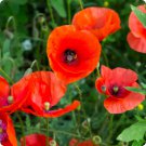 Corn Poppy Rose Red Flowers 100 PCS Seeds Corn Poppy Rose Red Flowers 100 PCS Seeds
