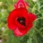 Corn Poppy Rose Red Flowers 100 PCS Seeds